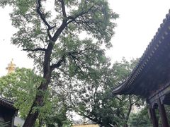 -护国法轮寺