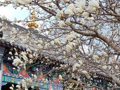 -护国法轮寺