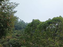 -火炉山森林公园