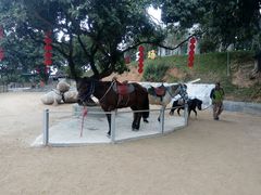 -泉州海丝野生动物世界