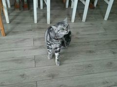 android_upload_pic-海边的猫和咖啡馆