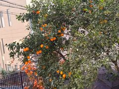 -杨震卤菜旗舰店