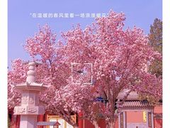 -天津大悲禅院