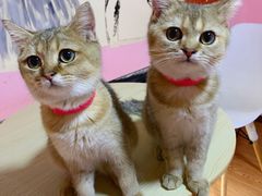 -李小姐の猫咖啡馆(五角场店)