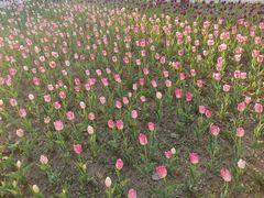 -长春公园(普阳街道)