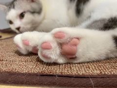 -Heymao猫咖.咖啡厅(东门店)