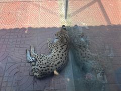 -西霞口神雕山野生动物世界