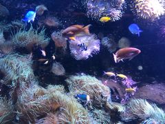 -悉尼海洋生物水族馆