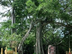 -瑞丽独树成林风景区