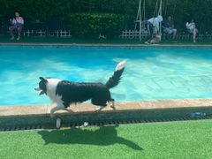 -汪说喵讲宠物乐园宠物酒店(红星美凯龙店)