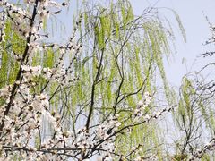 -桃花堤公园