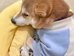 -逗柴咖啡屋·狗咖猫咖宠物桌游