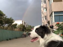-宠福鑫康馨动物医院·骨科·眼科