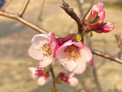 -朴墅(西湖青芝坞店·杭帮菜·家宴.14年的店)