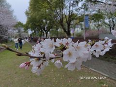 -顾村公园