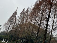 -升仙湖公园