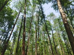 -上海共青森林公园