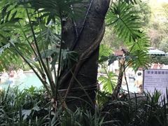 -青城道汤池