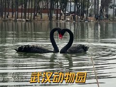 -武汉动物园