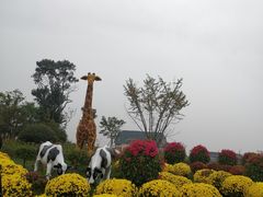 -荷兰花海
