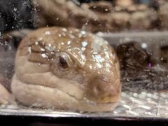 -酷以爬仙阁实体爬宠店·守宫·蜥蜴·专业繁育