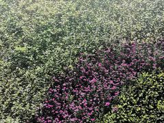 -圣雷克大酒店-爱琴海自助餐厅