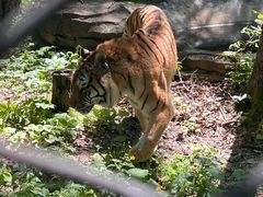 -哈尔滨北方森林动物园