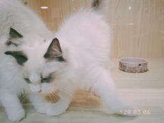 -屋虎猫馆(宝安大仟里店)