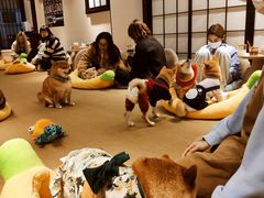 -逗柴咖啡屋·狗咖猫咖宠物桌游