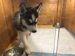 -龟与熊猫宠物公园(南坪店)