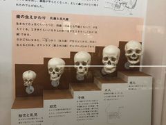 -大阪市立自然史博物馆