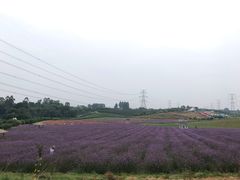-紫颐香薰山谷景区