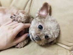 -芭比堂动物医院广州顽皮分院