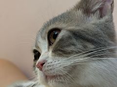 -猫咪派对(江南西店)