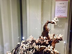 -绮丽珊瑚博物馆(台东店)