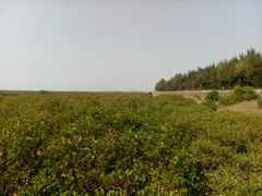 -北海金海湾红树林生态旅游区