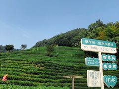 -阿巧茶庄