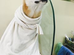 -瑞鹏宠物医院·爱宠堂·骨外专科(西荷分院)