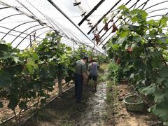 -马陆小张葡萄园农家乐