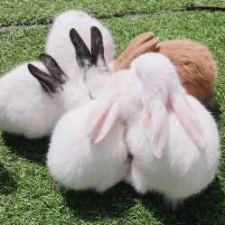 -萌宠亲子动物乐园(槐房万达店)