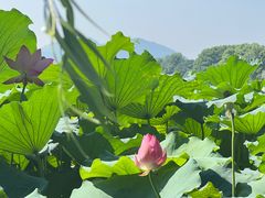 -青竺·青竹茶舍(断桥店)