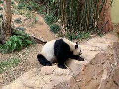 -广州长隆野生动物世界