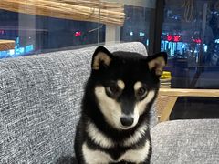 -南京Hallo宠物乐园·哈罗犬舍·柴犬繁育基地