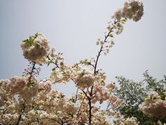 -西安青龙寺遗址景区