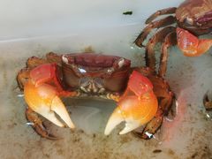 -清平路水族市场