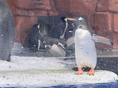 -海合安成都极地海洋公园