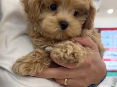 -翊宠yipet猫狗购宠庄园犬舍•猫舍