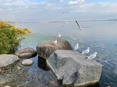 -西昌邛海湾柏樾酒店(原邛海湾柏栎度假酒店)