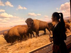 -美国自然历史博物馆