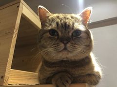 -万小咖.猫咖(中山路天虹店)